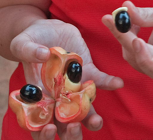 The Ackee fruit