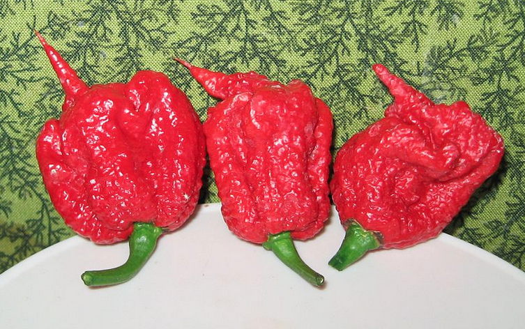Carolina Reaper Chilli